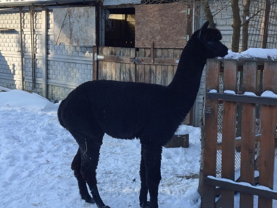 Młody samiec alpaki