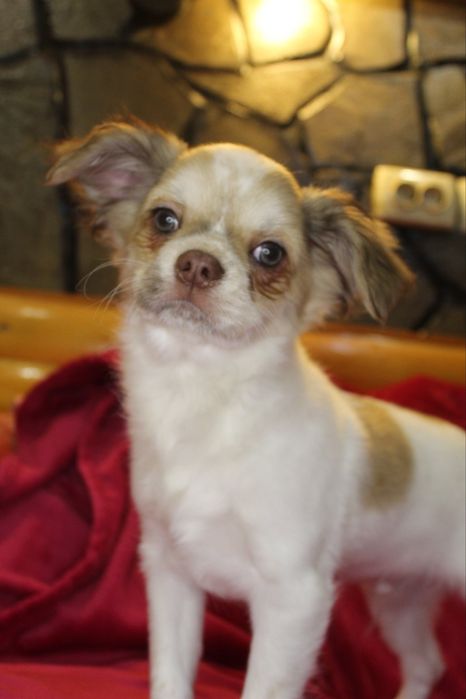 Хлопчик чихуахуа