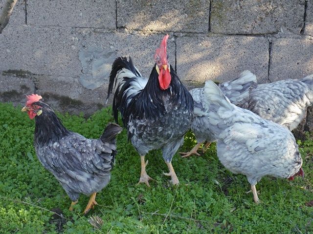 Яйце інкубаційне,курчата, Леггорн лавандовий, куріпчастий, спліш.