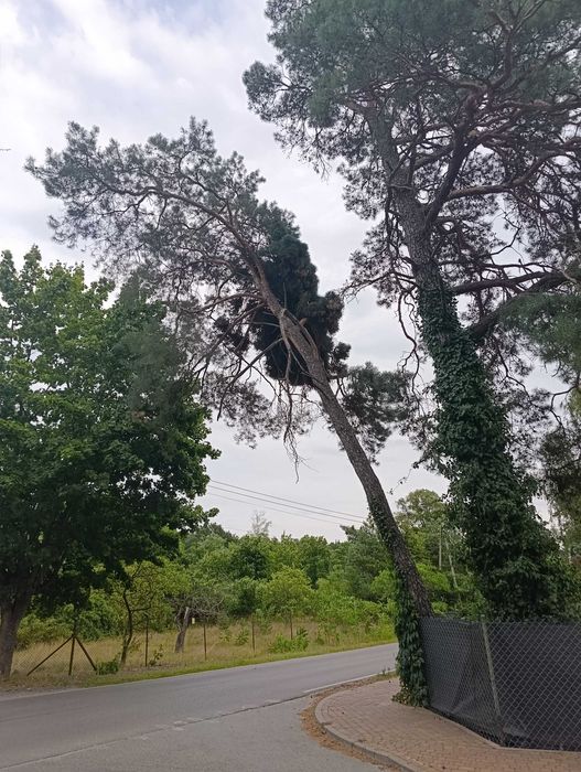 Oddam sosnę w zamian za wycinkę