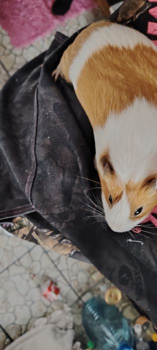 Отдам Морскую Свинку