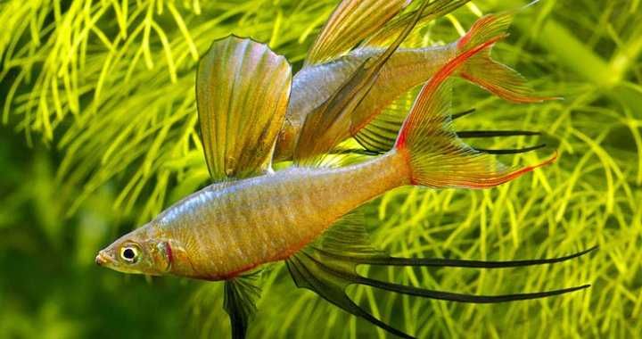 GB Tęczanka Wernera, Tęczanka Filigranowa - dowóz ryb!