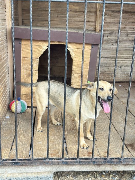 Собака в добрі руки