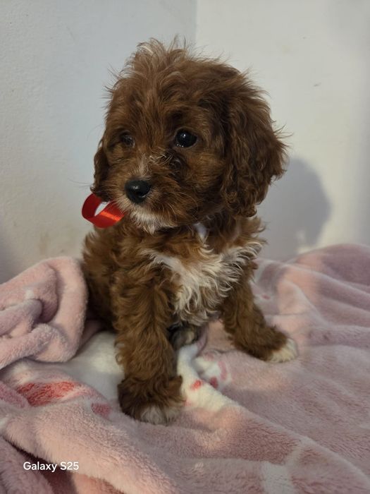 Cavapoo urocza dziewczynka !
