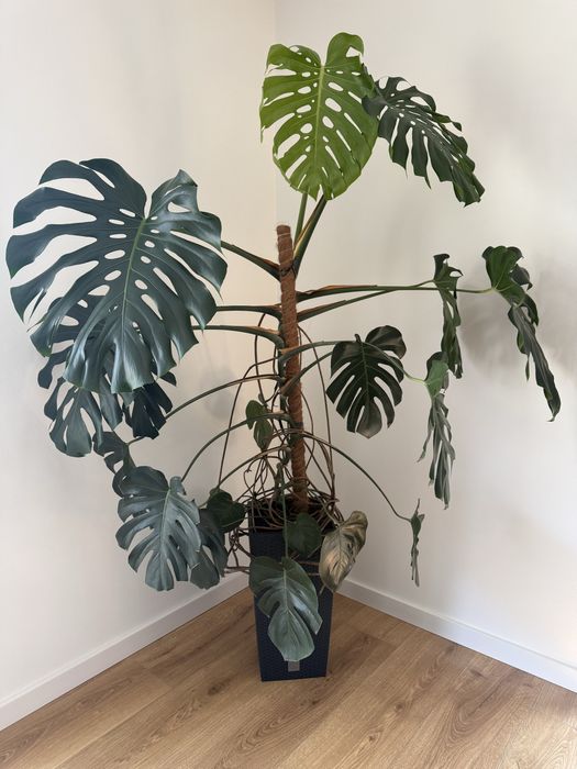 Monstera Deliciosa