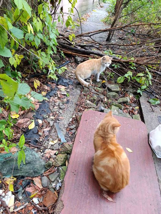 Отдадим кота и кошку в добрые руки