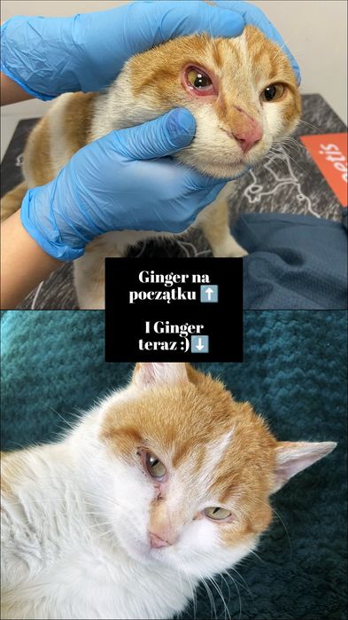 Piękny kocurek szuka miłości :)