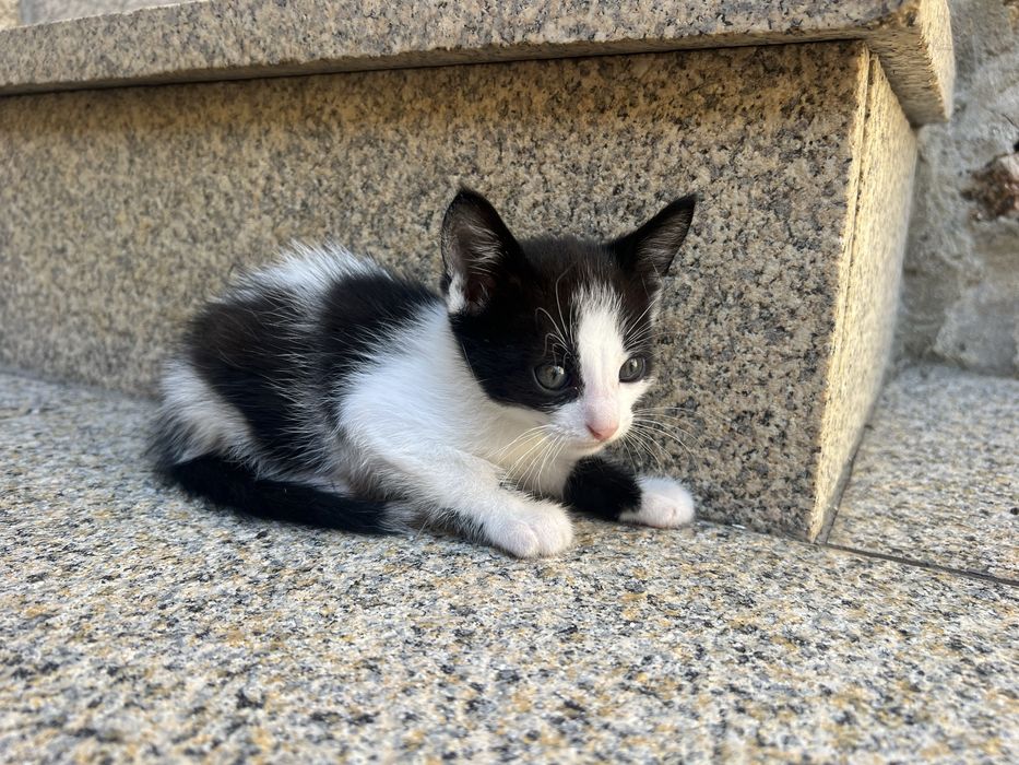 Gatinhos para adoçao