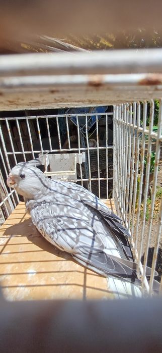 Caturras perolas 2025