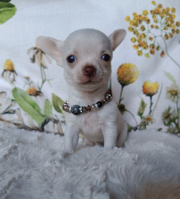 Chihuahua suczka xs