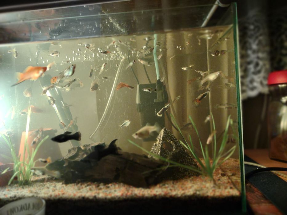 Gupiki,rybki z własnej hodowli