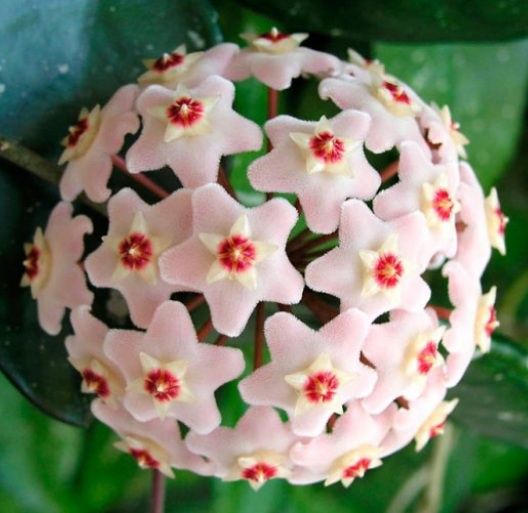 Хойя хойя хойя хойя детка