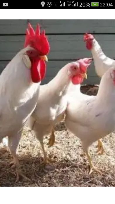 Кури Легорн