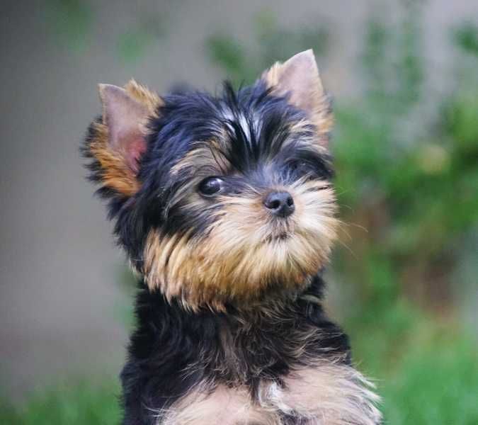 York ,Yorkshire Terrier szczenię-rodowód ZKwP/FCI
