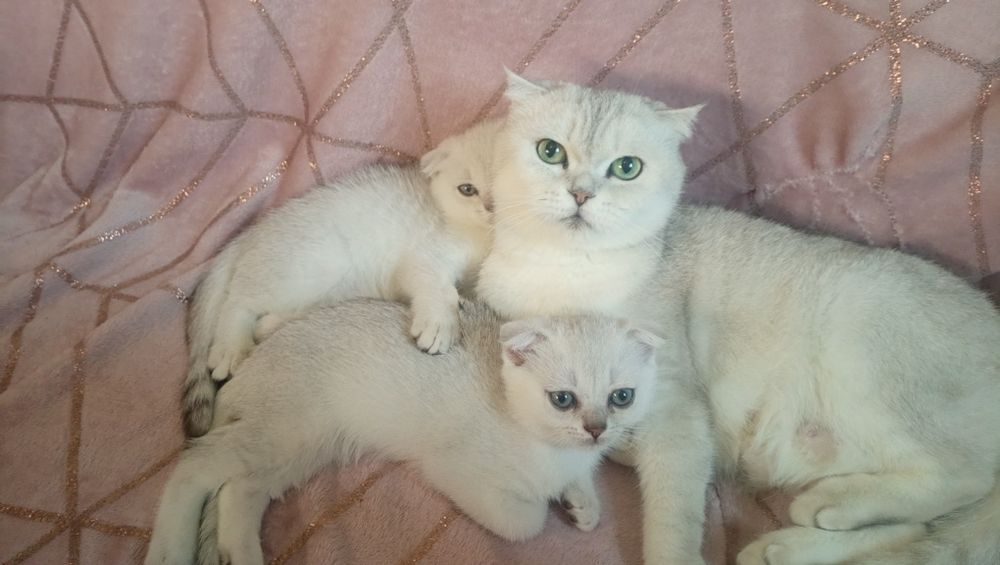 Котята серебристой шиншиллы