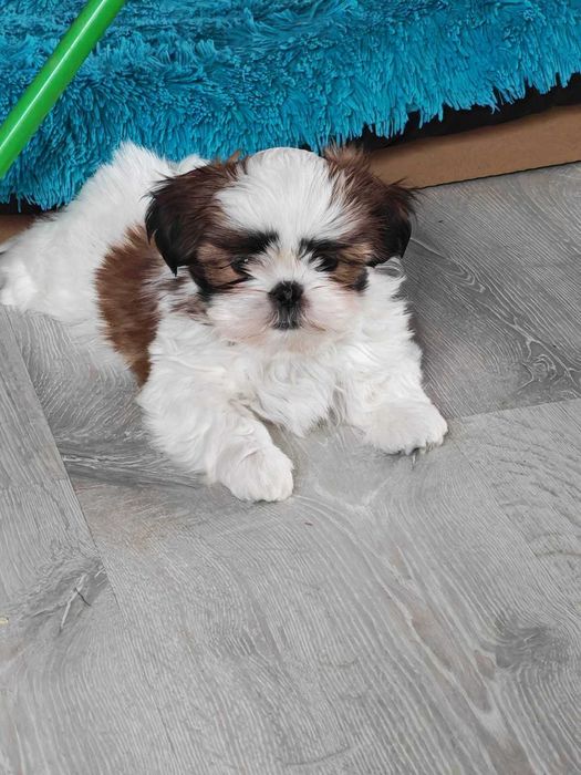 Shih Tzu 4-ro pokoleniowy rodowód (Deksi)