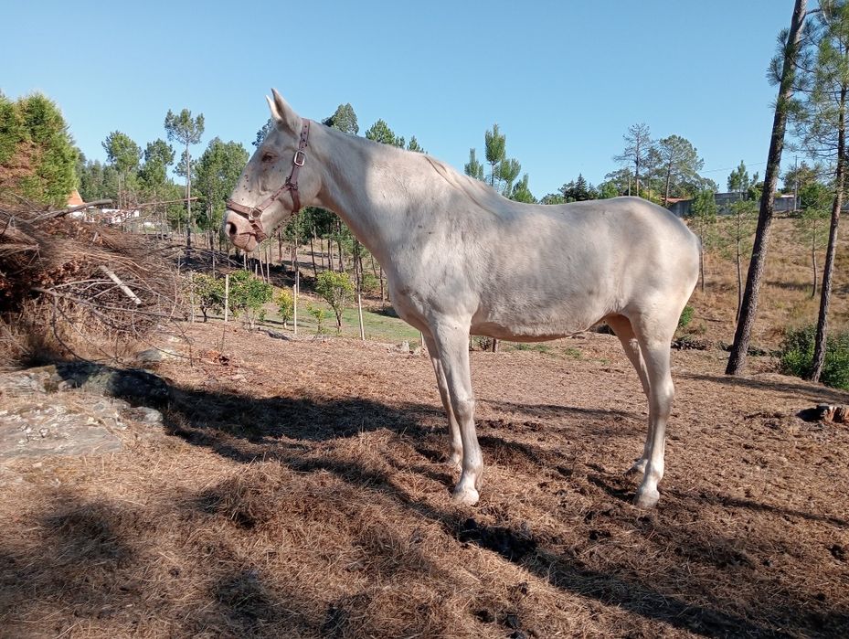 Égua saltos filha lusitanos