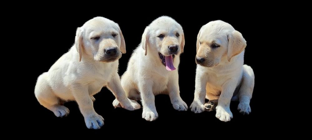 Лабрадори кращій подарок элітні цуценята розплідника є Доставка