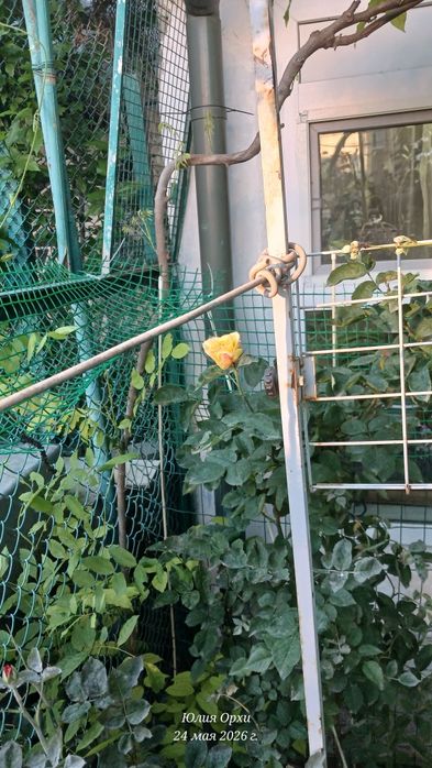 Гліцинія блакитна (Вістерія), вік саджанців 6 та 2 років