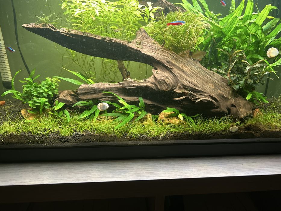 “Relva” para Aquário (Eleocharis)