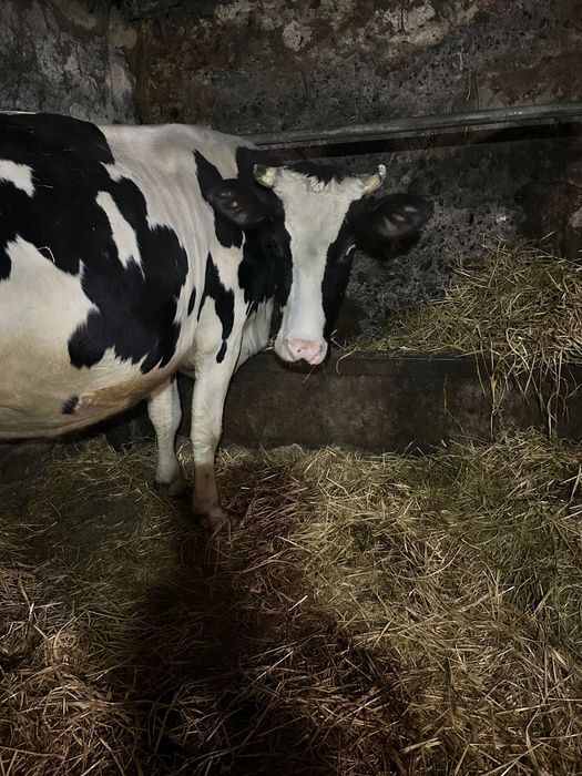 Продам корову первістка 3,5 міс. розтелена добра