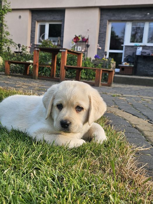 Labrador retriever  pies