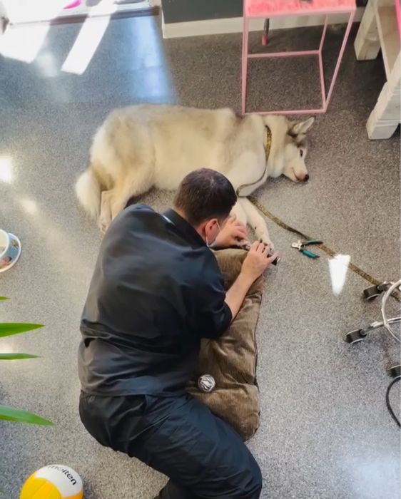 Максимально ефективна Експрес-линька для великих собак | Київ,Лівобере