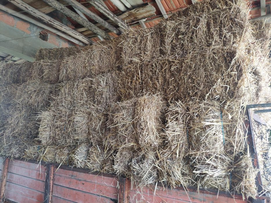 Fardos de palha 2025