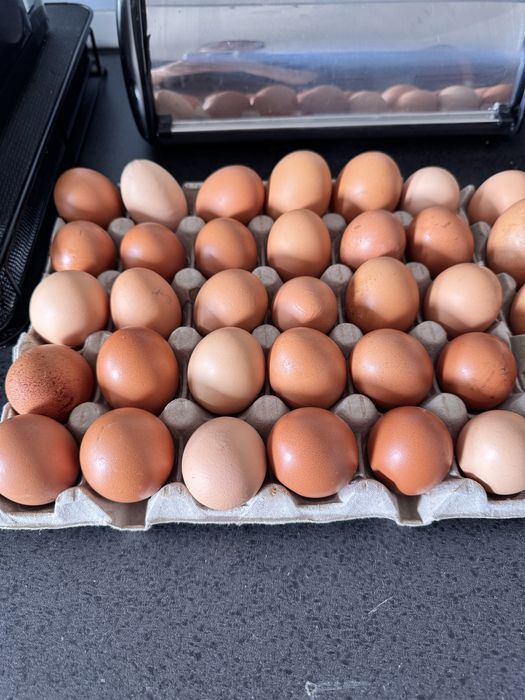 Vendo ovos caseiros 3€ a dúzia