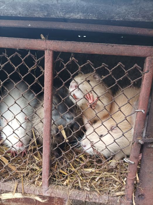 Продам молодь віком 4-6місяців