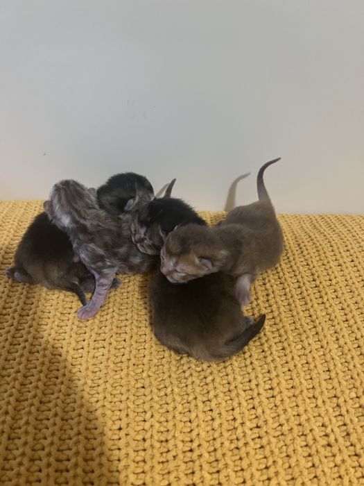 Британські котенята котики кошенята