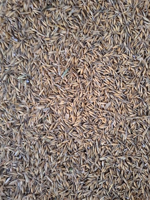 Sprzedam Owies Zboze