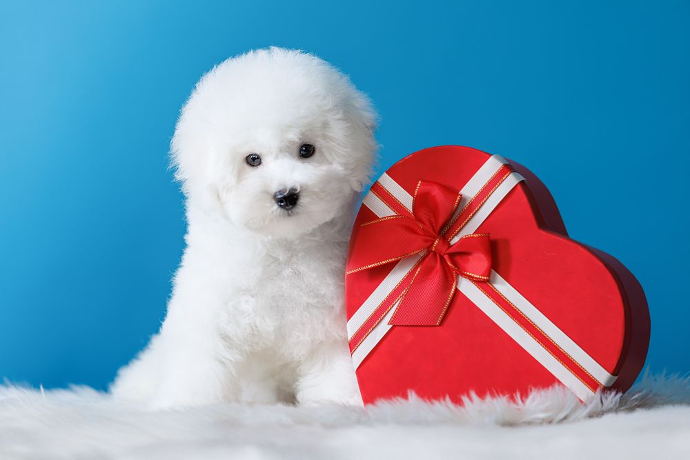 Бішон фрізе, хлопчик, 4 місяці