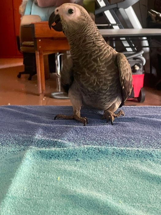 Papagaio cinzento