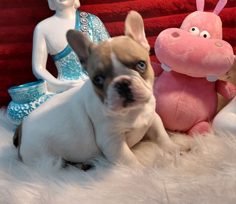 Bulldog francês olho azul