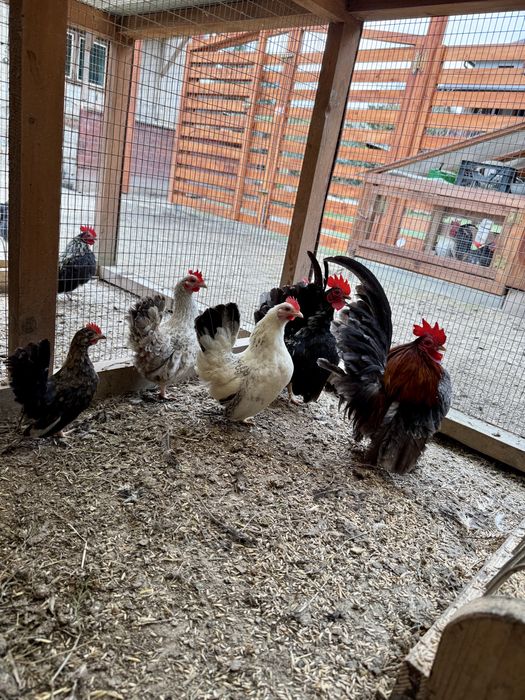 Serama Seramy  jaja lęgowe