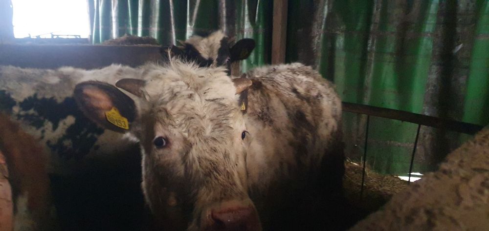 Jałówka BB/byczek RW