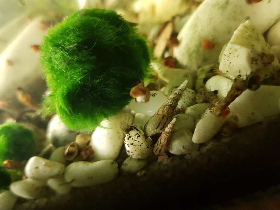 Равлики у акваріум безкоштовно