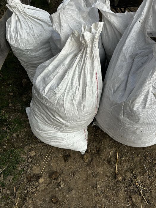 obornik koński czysty sprzedam