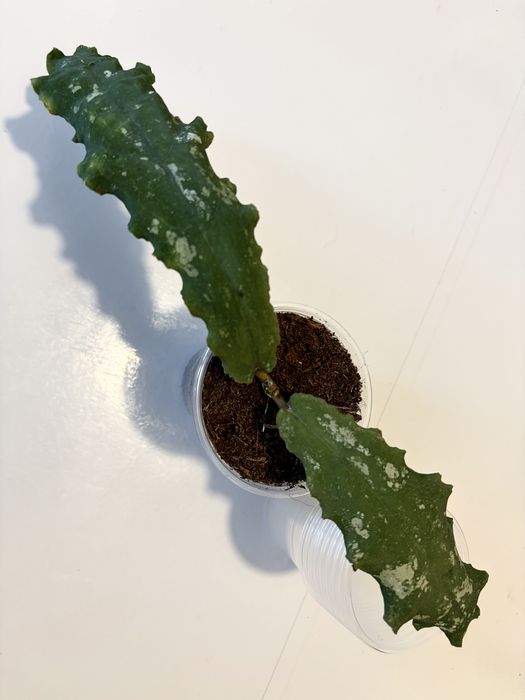 Хойя Hoya Undulata Long