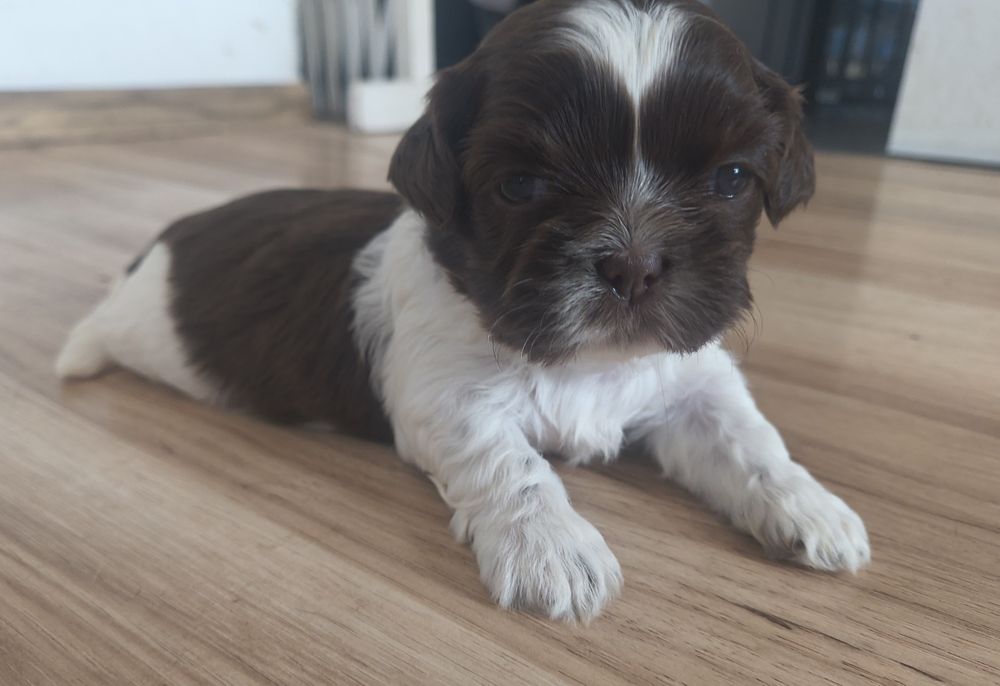 Chłopiec shihtzu z rodowodem