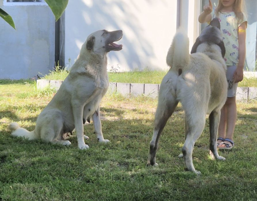 Kangal szczeniak suczka