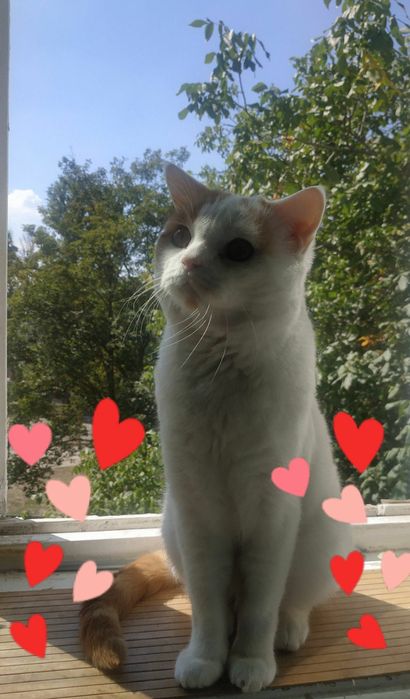 Скоттиш-страйт плаче без кішки,