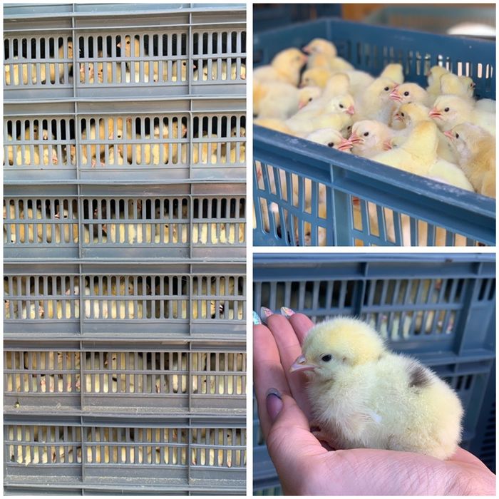 Добові курчата бройлер кобб 500