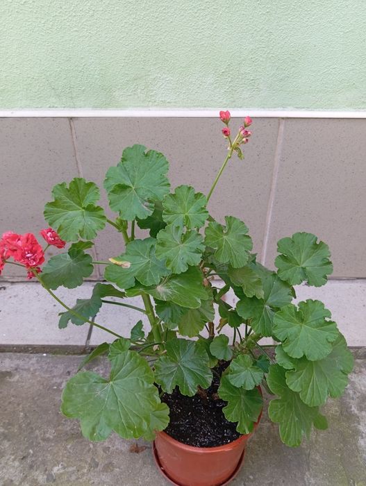 Пеларгонія калачик герань розебудна