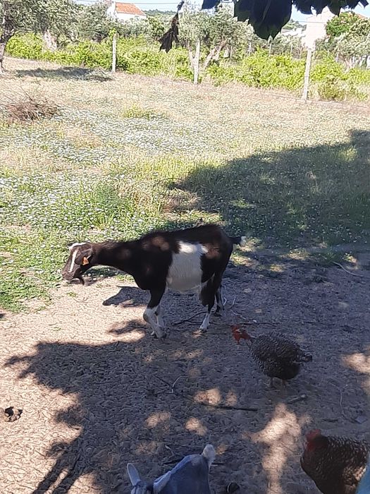 Venda ovinos e caprinos