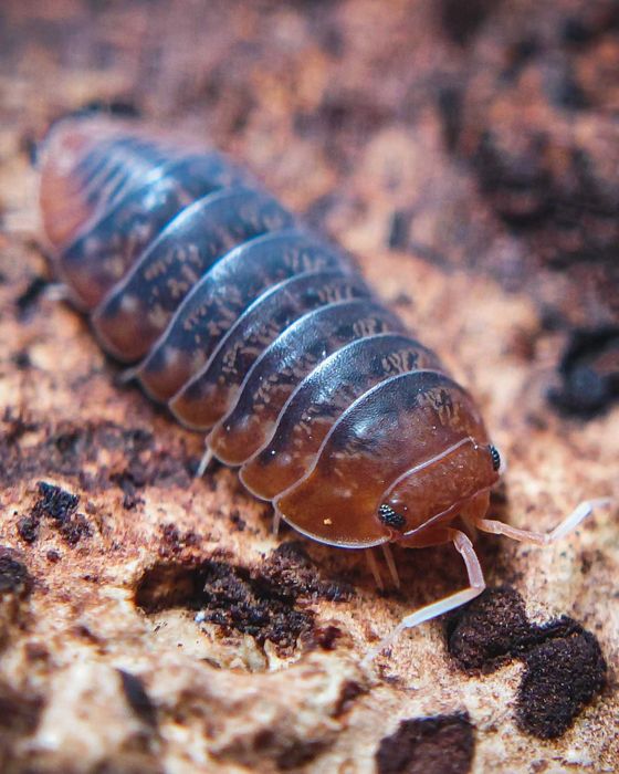 Sinodillo sp. "Vietnam", isopody, 10 szt.