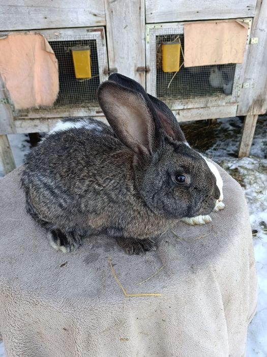 Króliki, samce, mieszańce