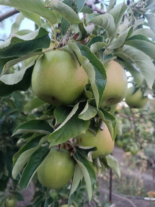 House by the address (area 80 m²) - Atlanta.ua - photo 7