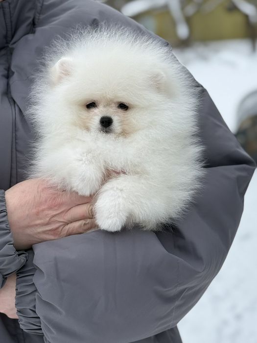 Хлопчик померанського шпіца